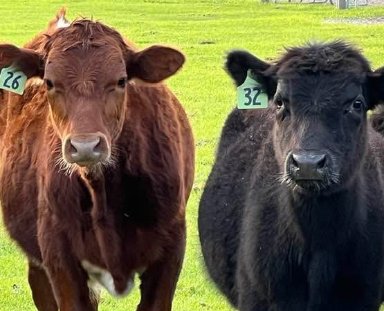 Two cows