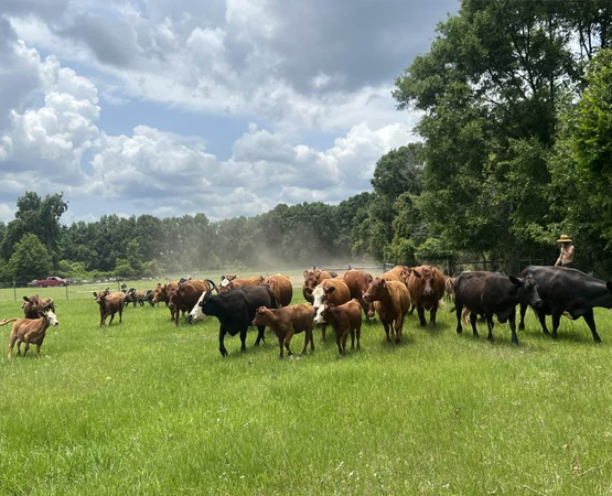 Mike with Cows in the Field