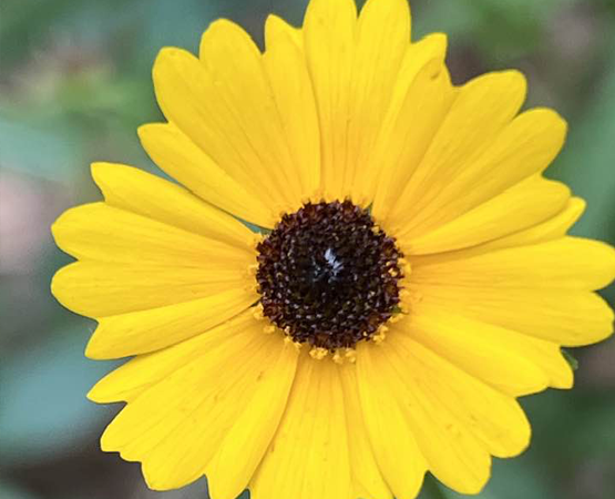 Wildflower