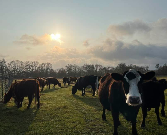 Cows in the afternoon light