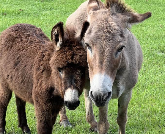 Mom and baby miniature donkey
