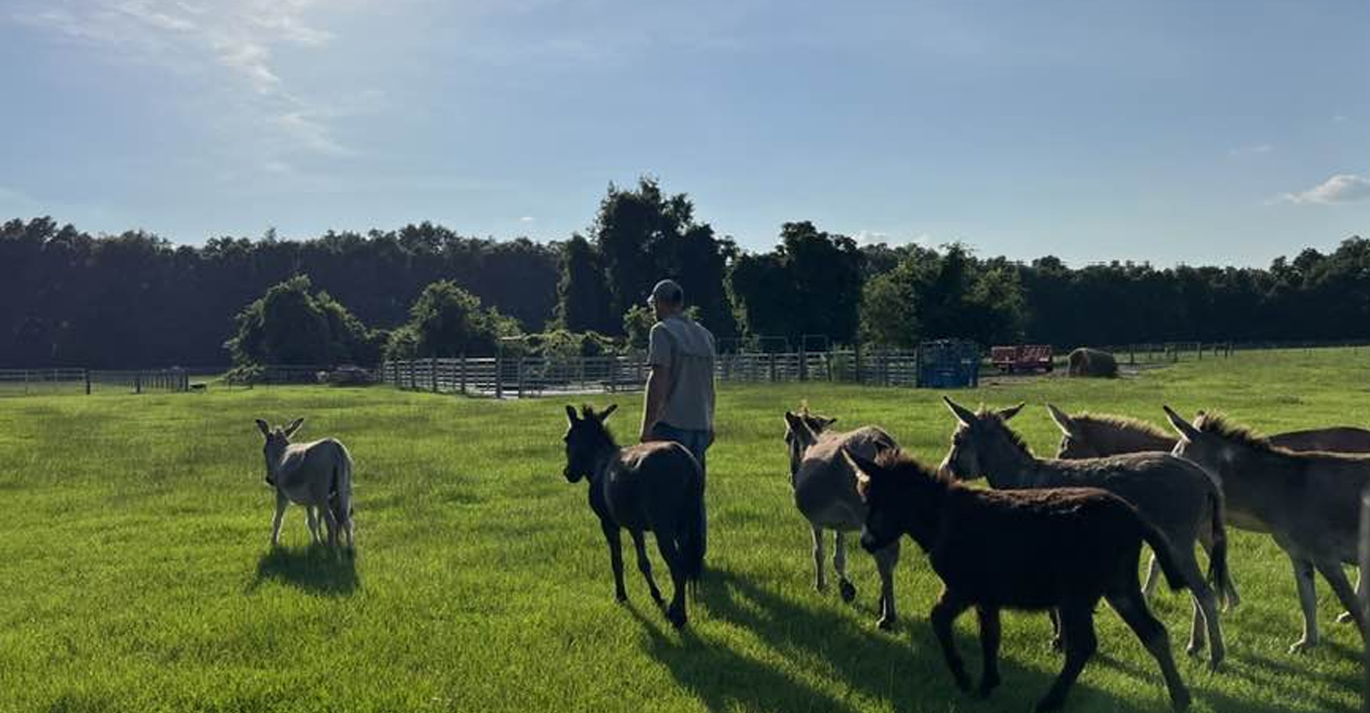 Mike and the herd of miniture donkeys in the field